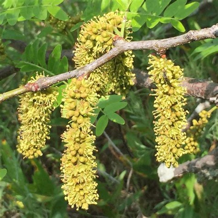 Are honey locust flowers edible?