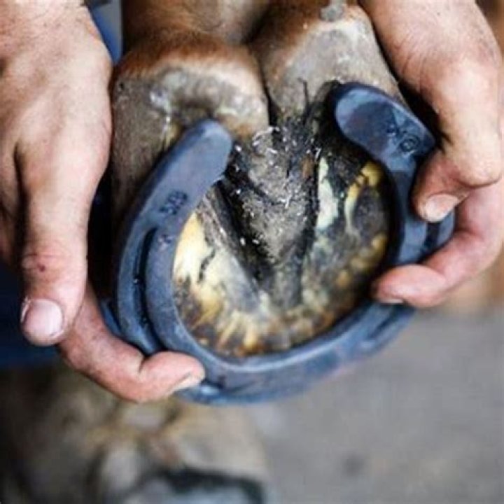 Are horseshoes bad for horses?