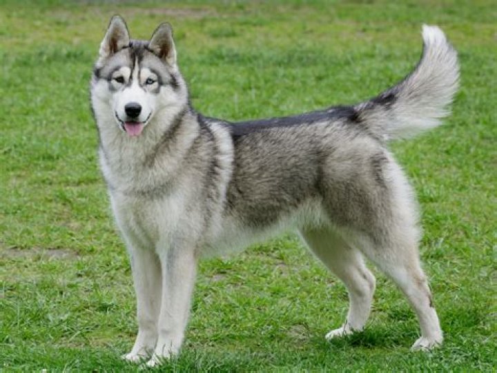 Are husky good family dogs?