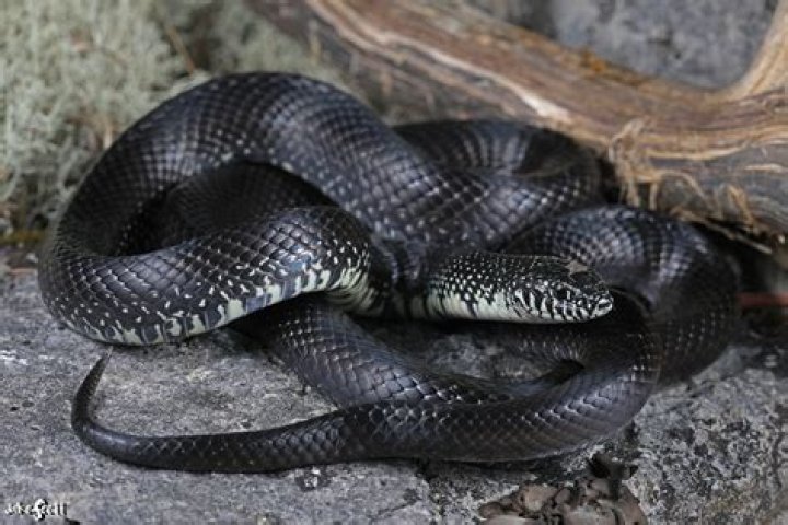 Are kingsnakes legal in australia?