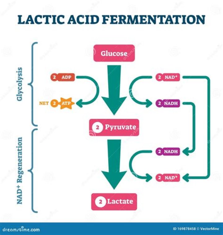 Are lactic acid fermentation?