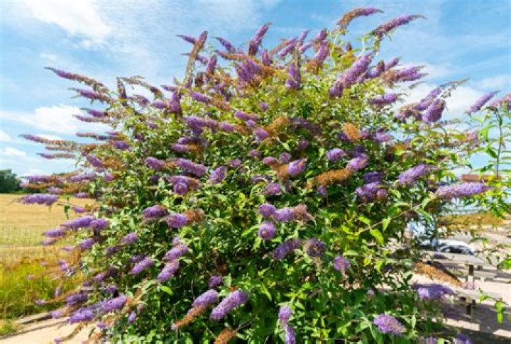 Are lilac and buddleia the same?