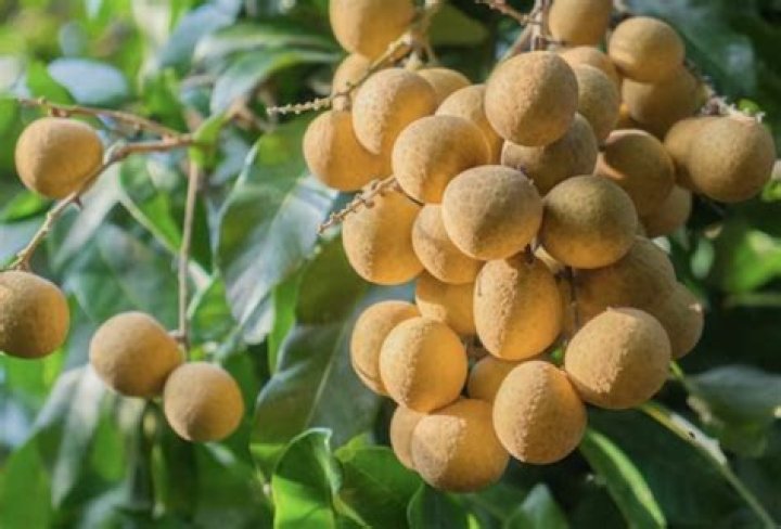 Are longan seeds edible?