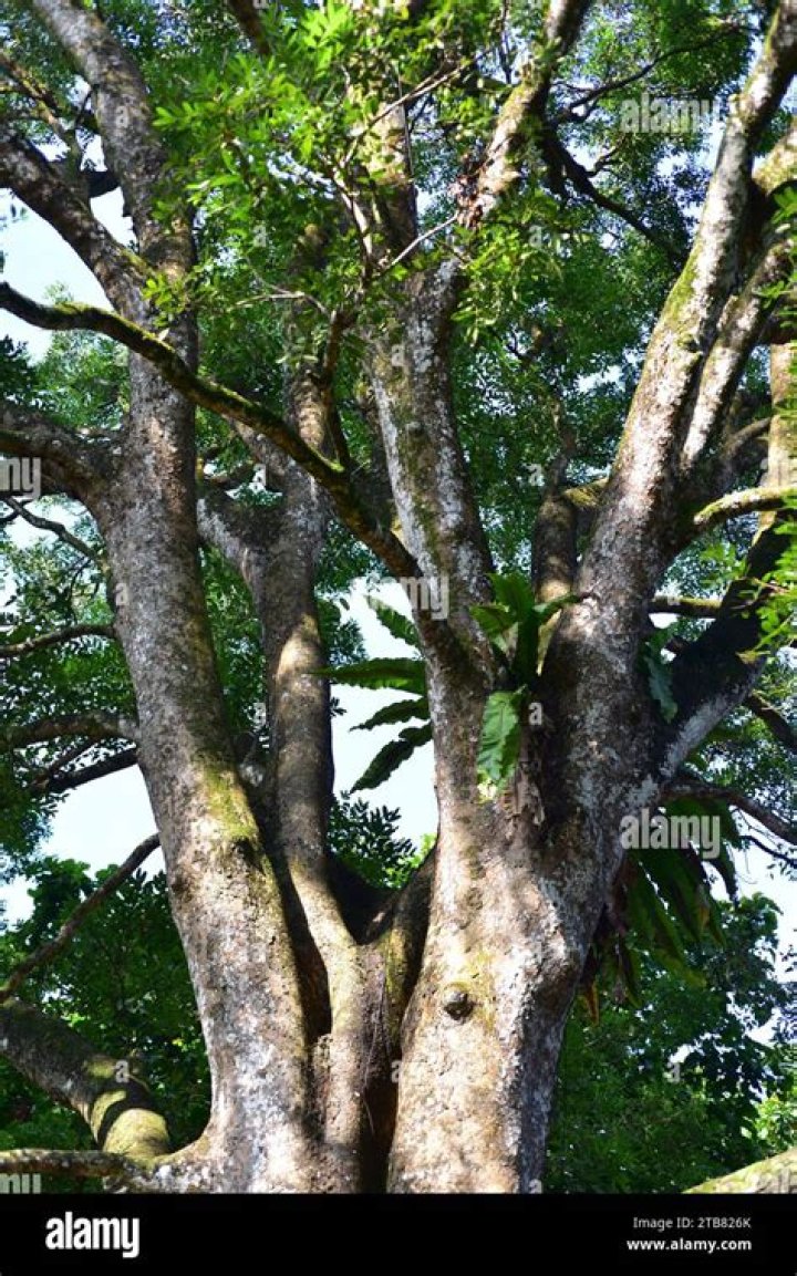 Are mahogany trees deciduous?