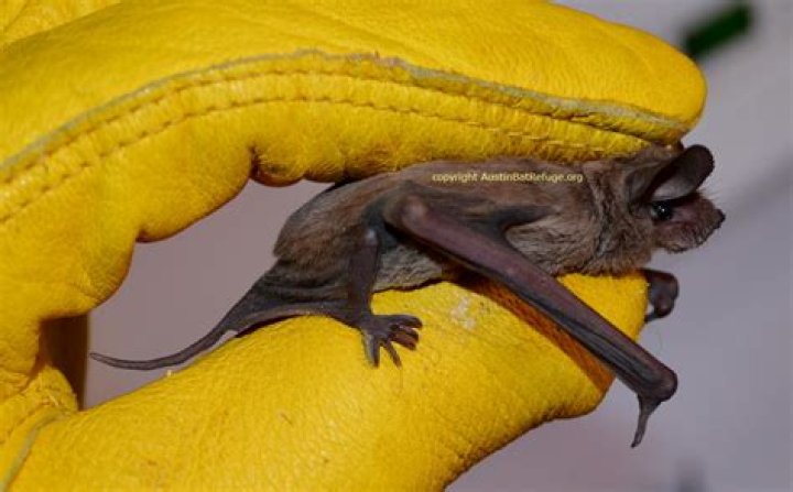 Are mexican free tailed bats dangerous?