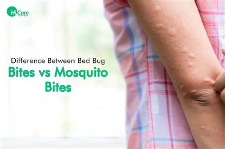 Are mosquito bites round?