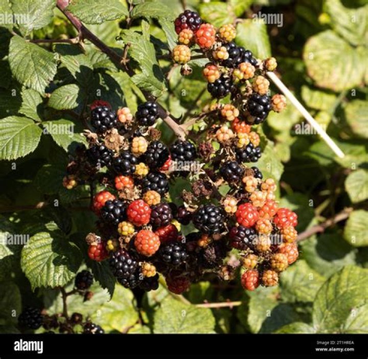 Are much sought after?