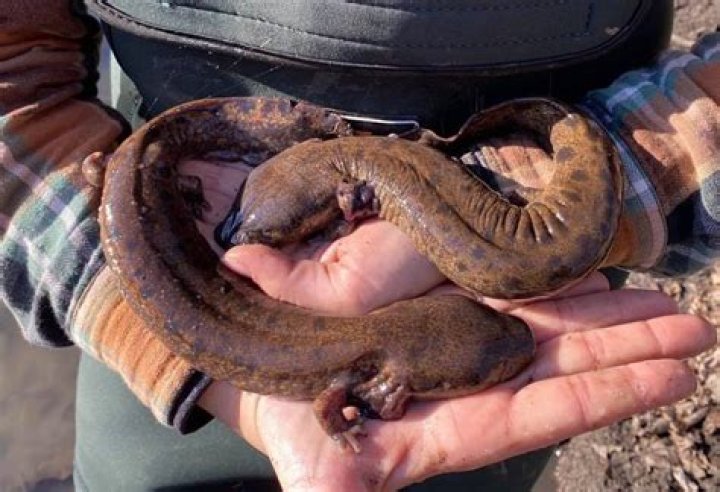 Are mudpuppy protected in ontario?