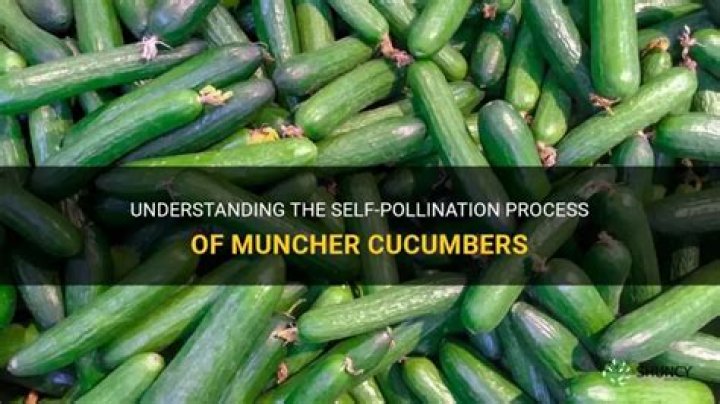 Are muncher cucumbers self pollinating?
