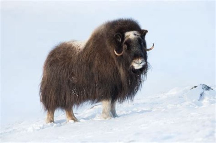 Are musk ox extinct?