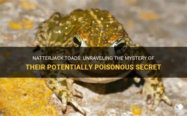 Are natterjack toads poisonous to humans?