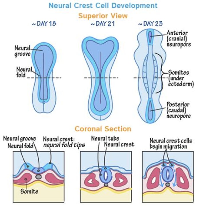 Are neural crest cells mesoderm?