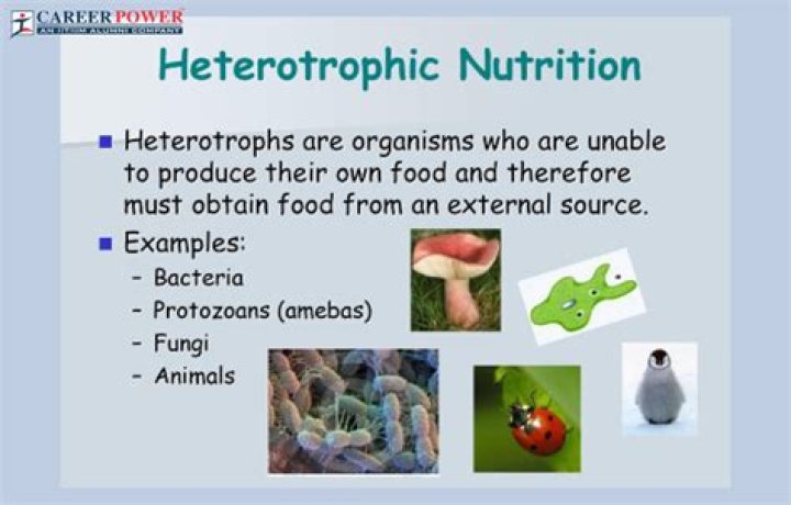 Are nitrifying bacteria heterotrophic?