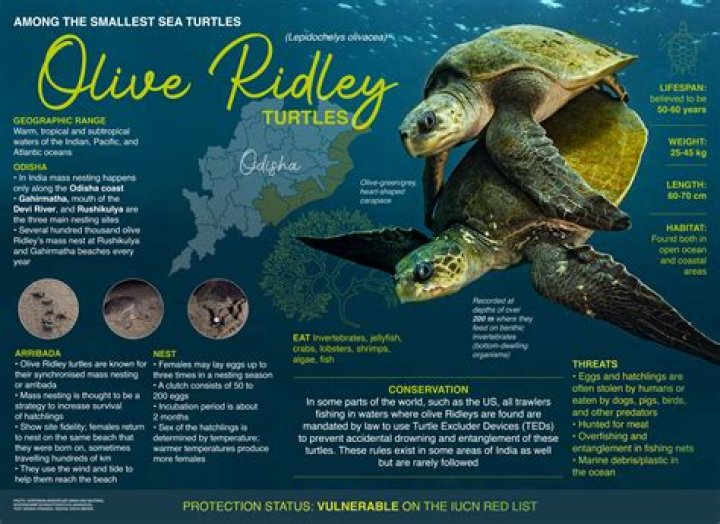 Are olive ridley turtles endangered?