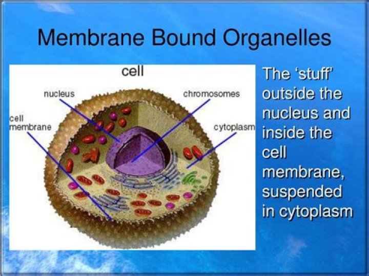 Are organelles membrane bound?