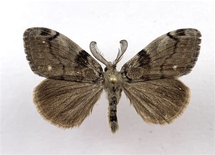 Are orgyia leucostigma poisonous?