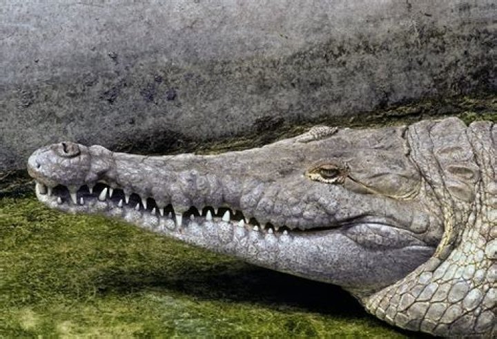 Are orinoco crocodiles dangerous?