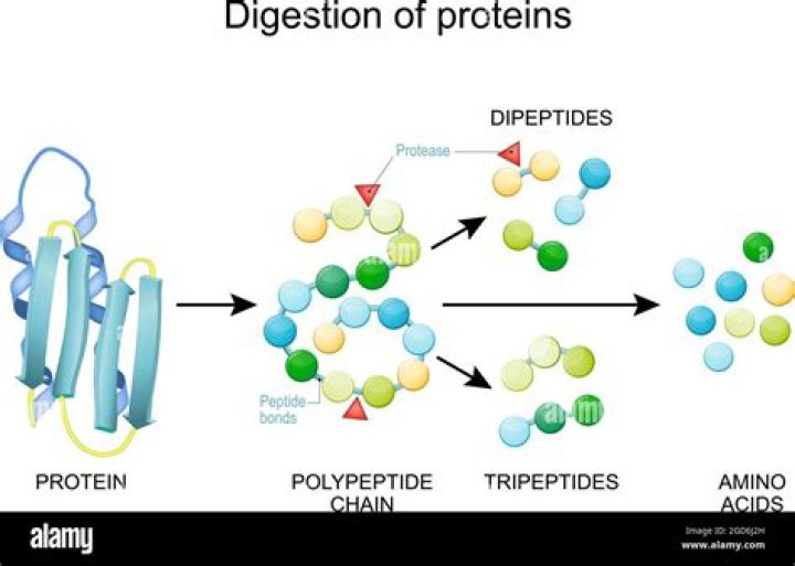 Are peptone and protein the same?