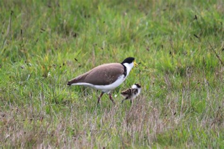 Are plovers a protected species?