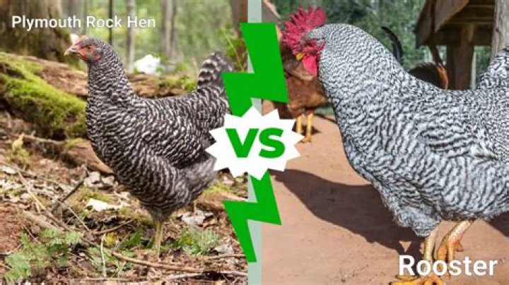 Are plymouth rock roosters aggressive?