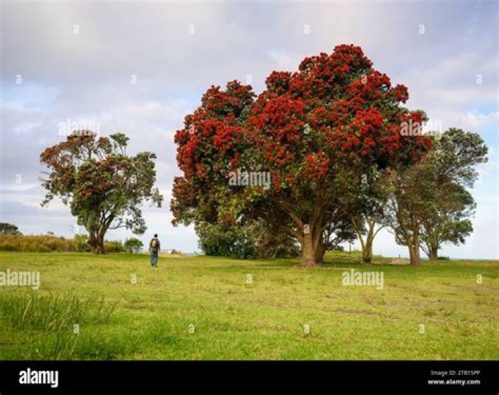Are pohutukawa trees protected in wellington?
