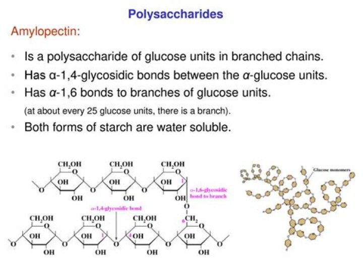 Are polysaccharides soluble in water?