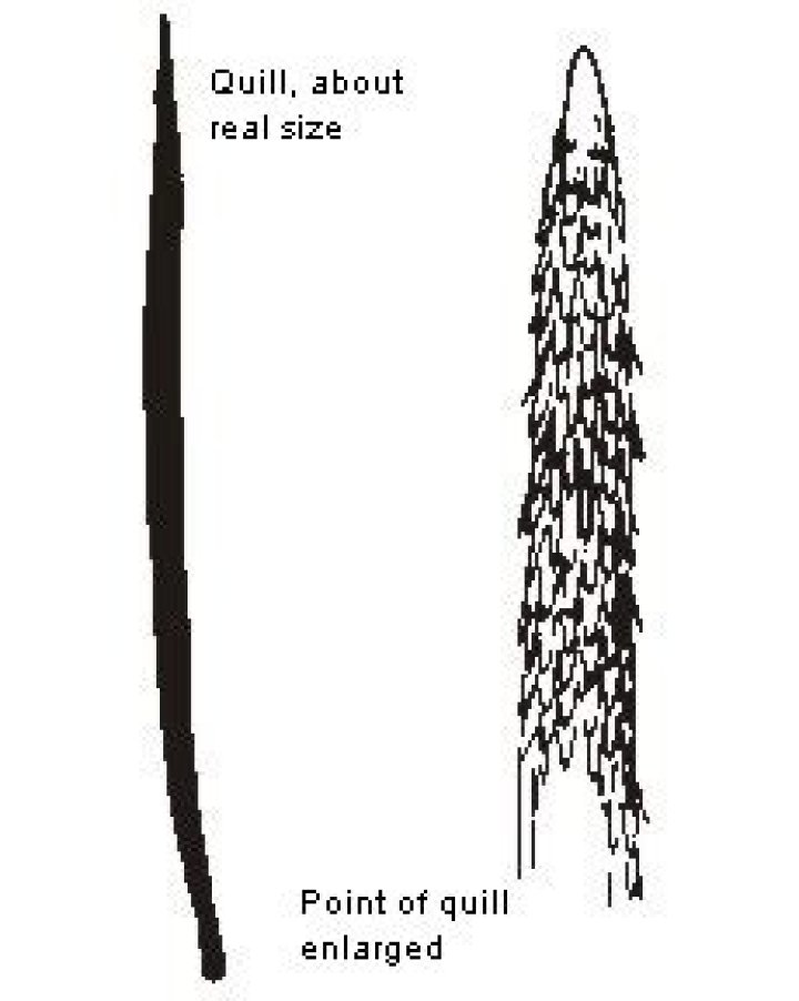 Are porcupine quills hollow?