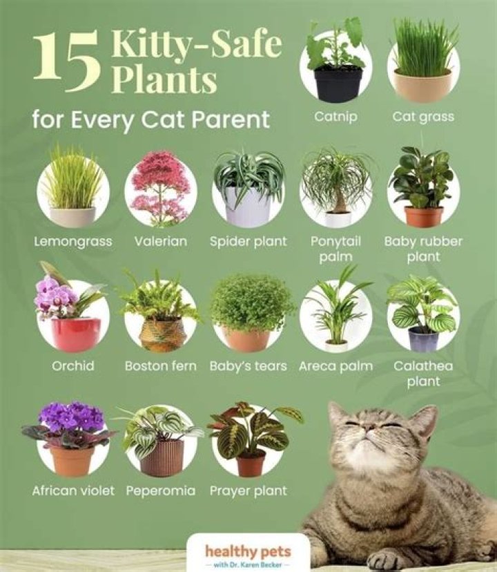Are portulaca safe for cats?
