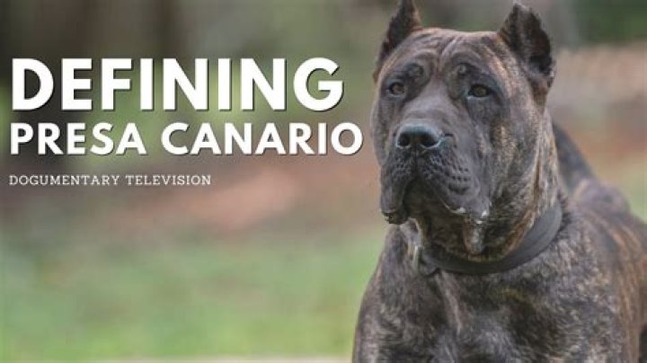 Are presa canario illegal in the us?
