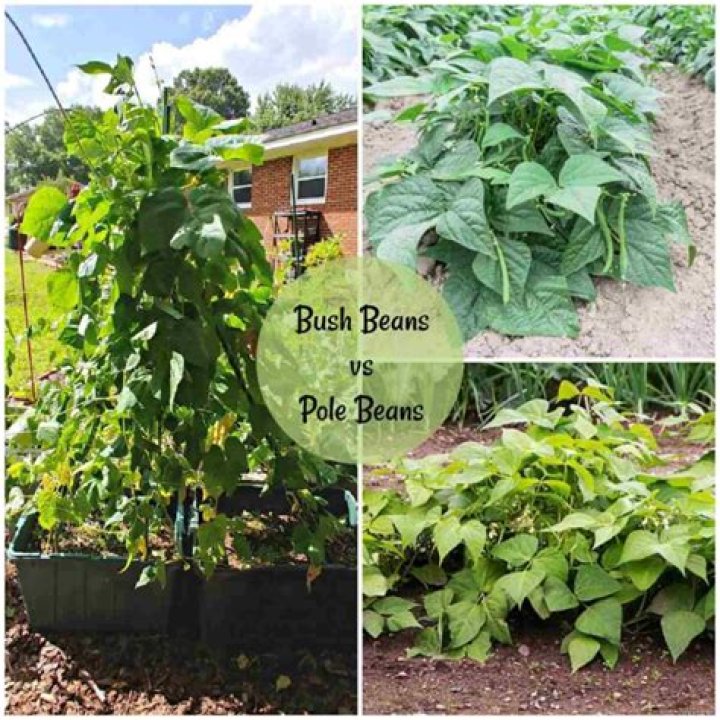 Are provider beans bush or pole?