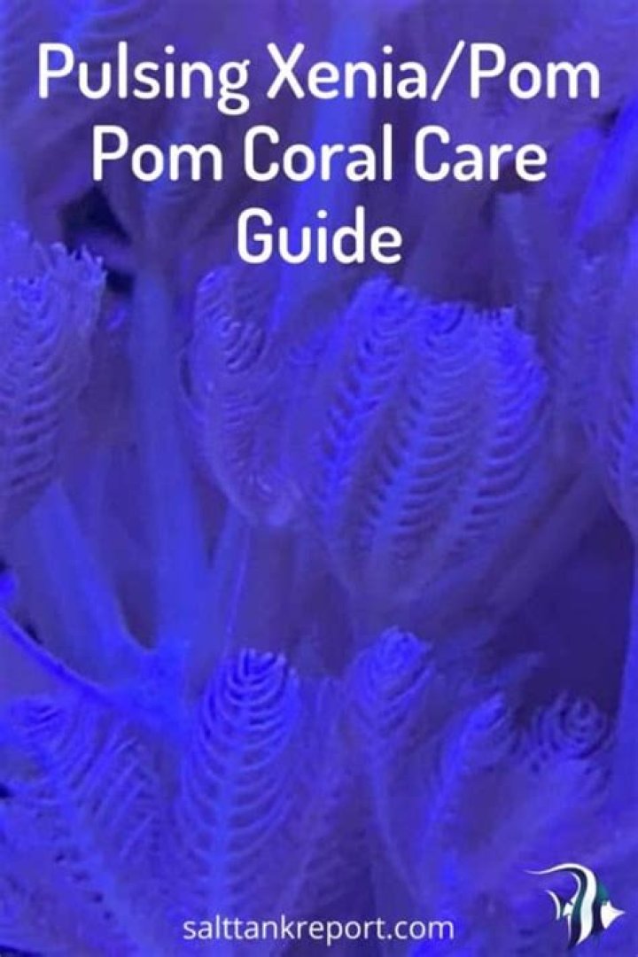 Are pulsing xenia toxic?