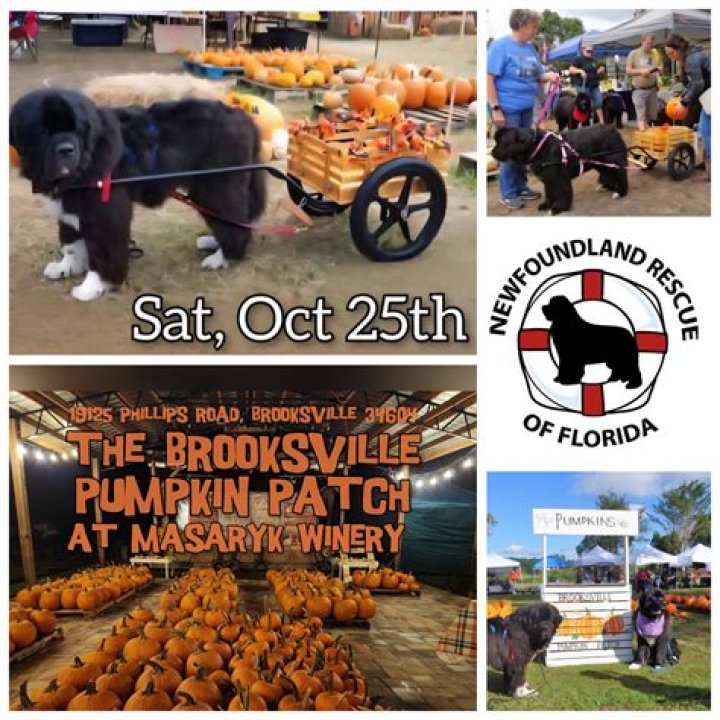 Are pumpkins found in florida?