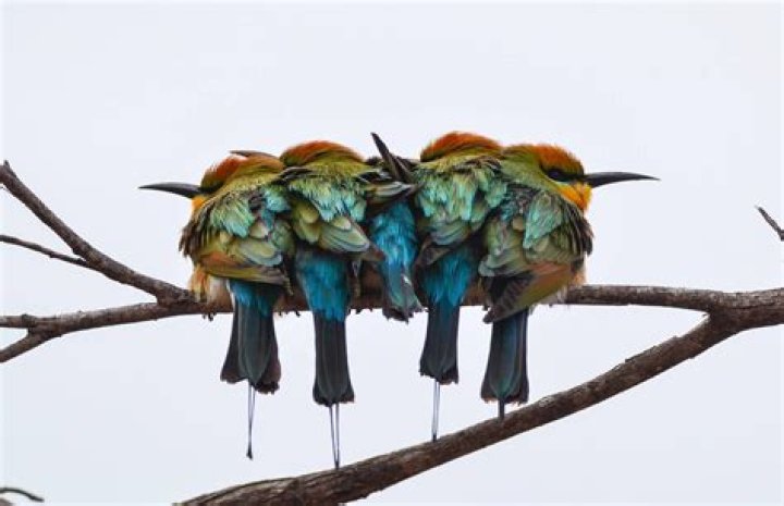 Are rainbow bee eaters native to australia?