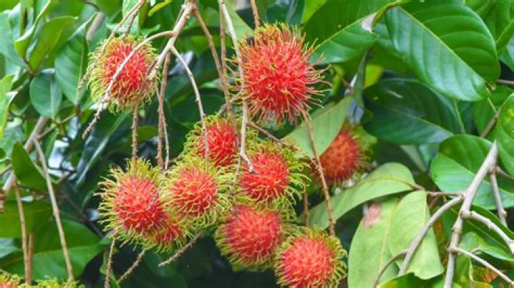 Are rambutans high in sugar?