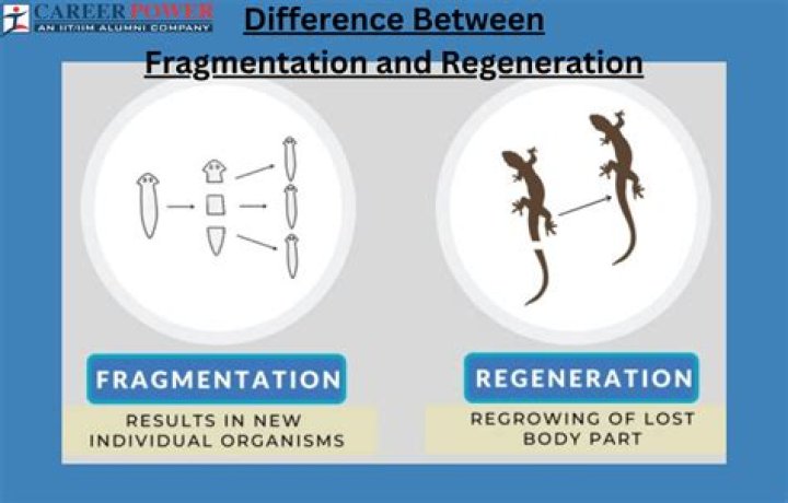 Are regeneration and fragmentation the same?