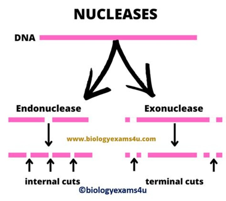 Are restriction enzymes exonucleases?