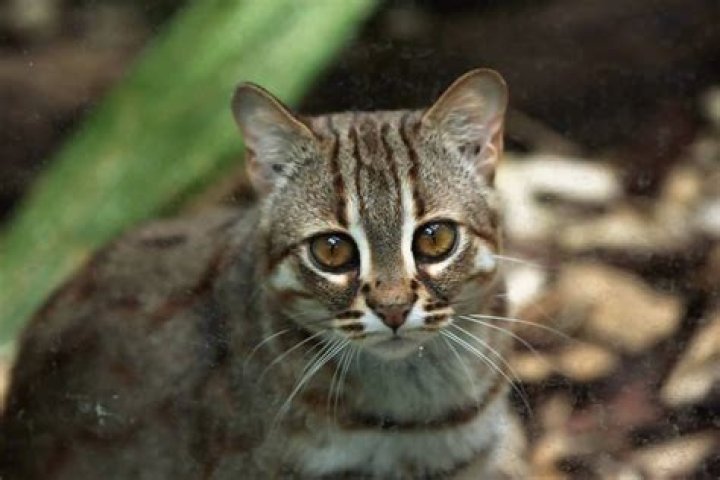 Are rusty spotted cats dangerous?