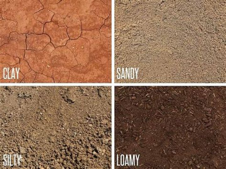 Are sandy soils acidic?