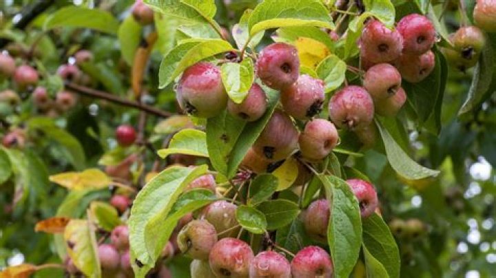 Are sargent crab apples edible?