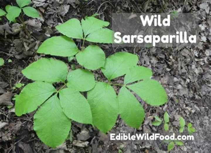 Are sarsaparilla leaves edible?