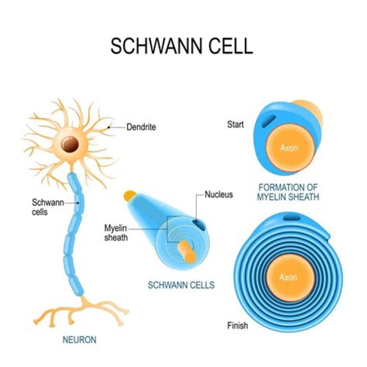 Are schwann cells in the cns or pns?