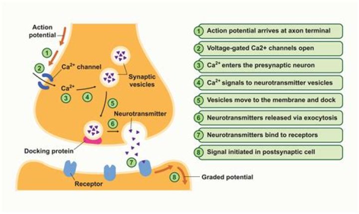 Are serotonin receptors excitatory or inhibitory?