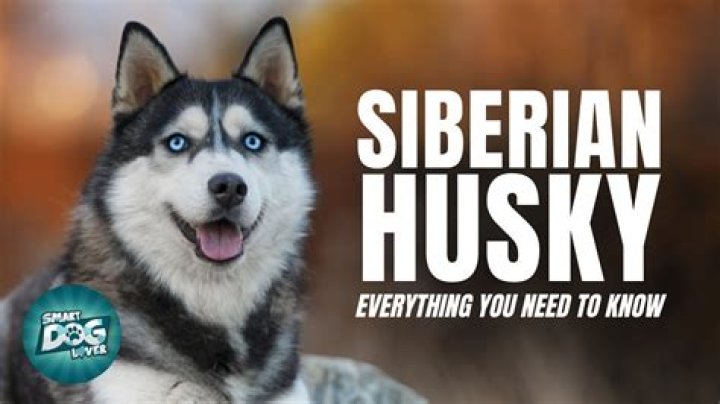 Are siberian huskies smart?