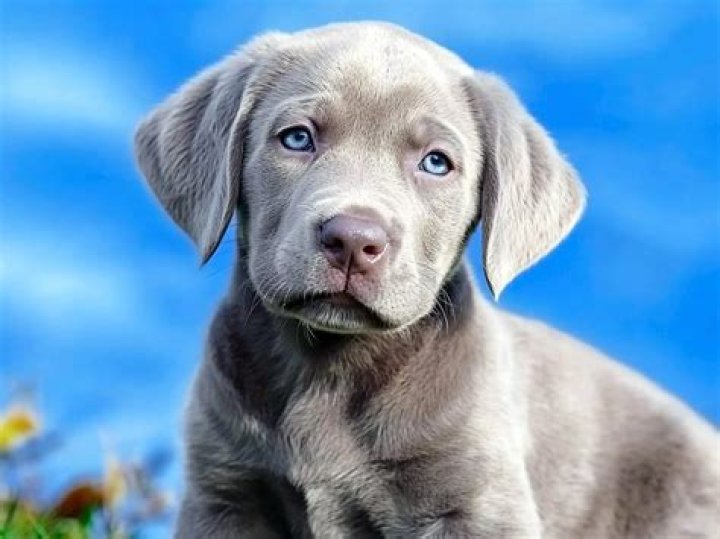 Are silver labs akc recognized?
