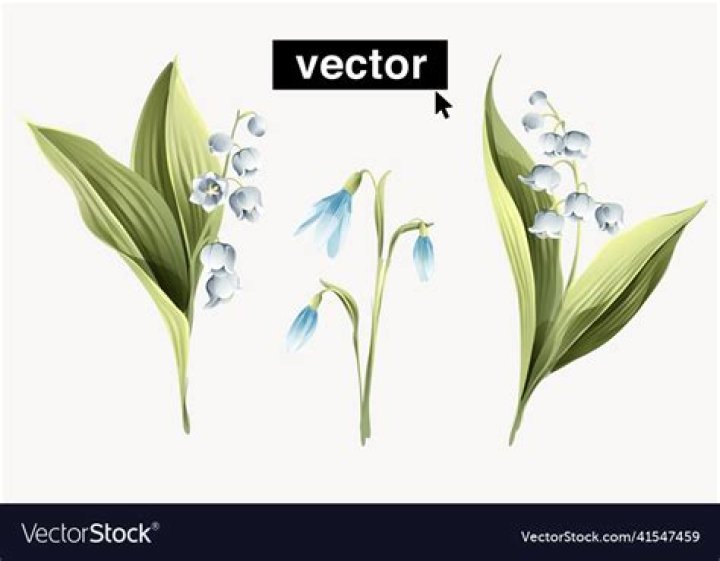Are snowdrops and lily of the valley the same?