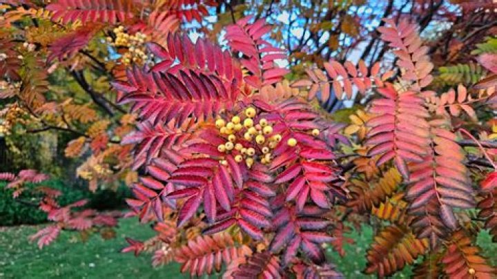Are sorbus trees poisonous?