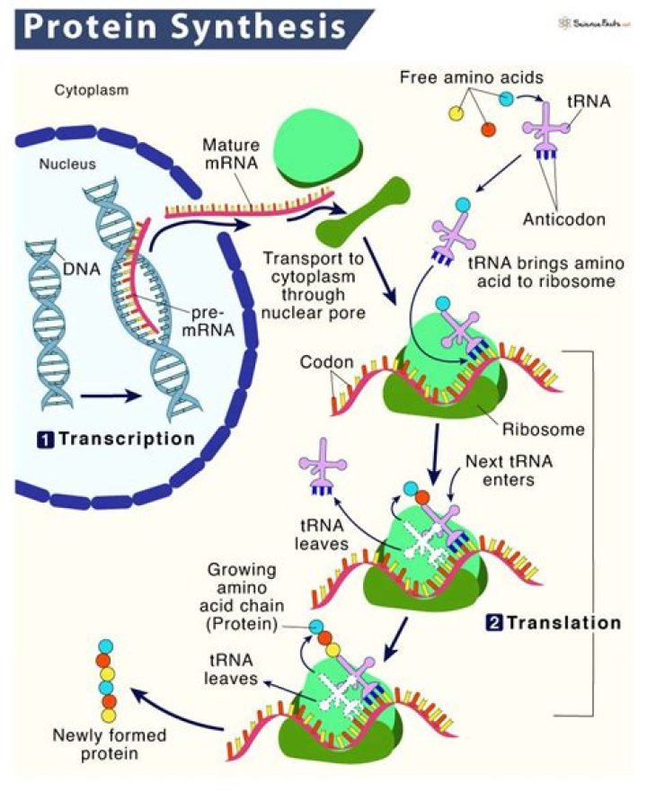 Are steps of protein synthesis?