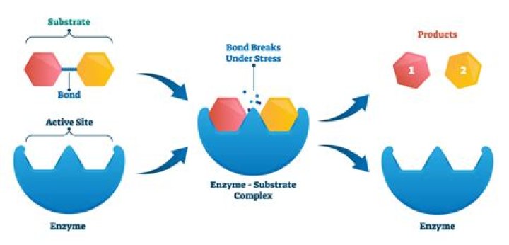Are sucrase and sucrose the same thing?
