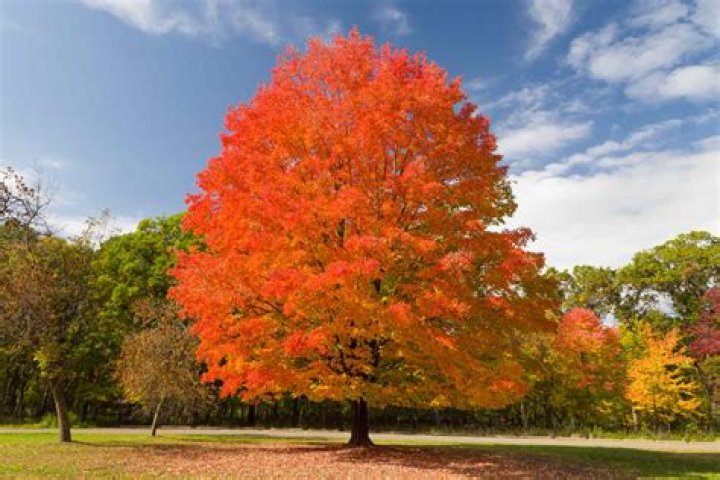 Are sugar maples good trees?