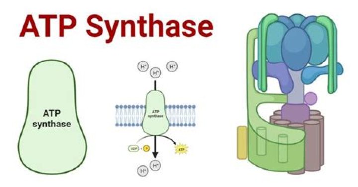 Are synthase and synthase same?